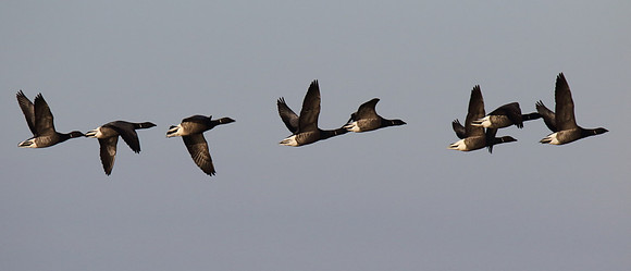 Brent Geese