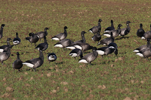 Brent Geese