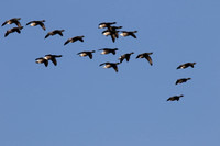Brent Geese