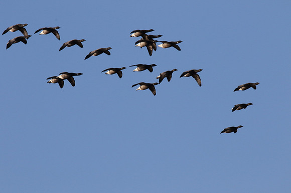 Brent Geese