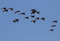 Brent Geese