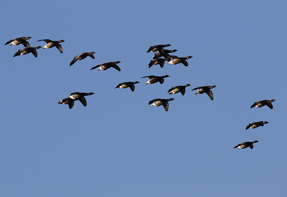 Brent Geese