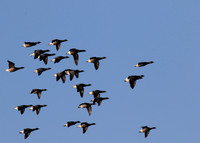 Brent Geese