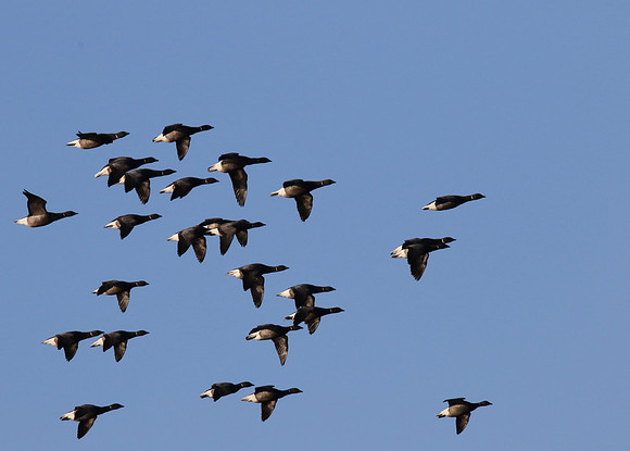 Brent Geese