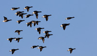 Brent Geese