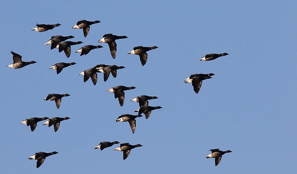 Brent Geese