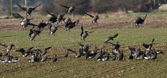 Brent Geese