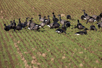 Brent Geese