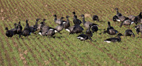 Brent Geese