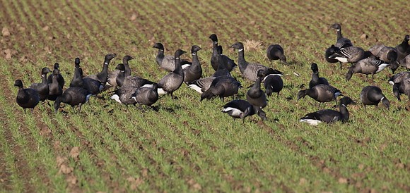 Brent Geese