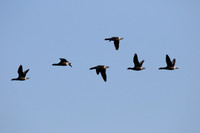Brent Geese