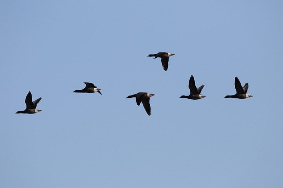 Brent Geese