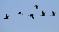 Brent Geese