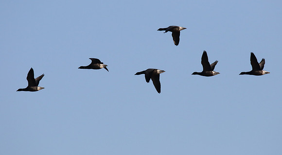 Brent Geese