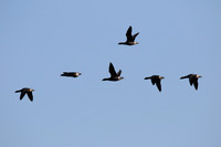 Brent Geese