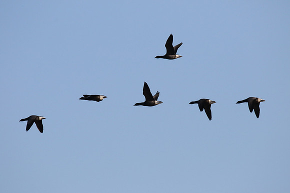 Brent Geese