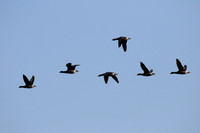 Brent Geese
