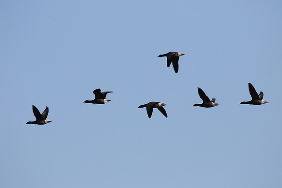 Brent Geese