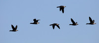 Brent Geese
