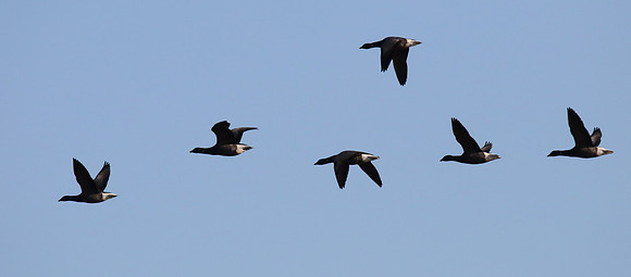 Brent Geese