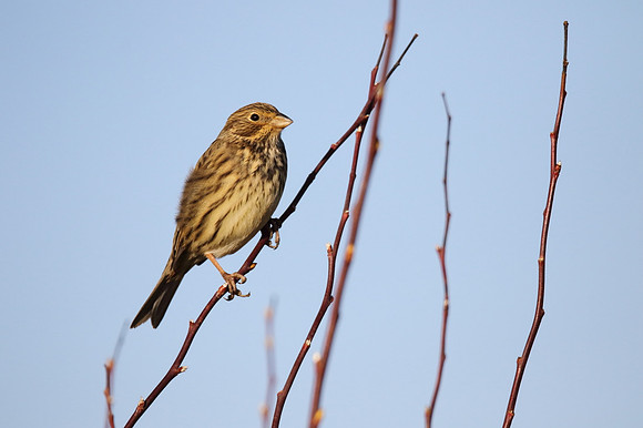 Corn Bunting