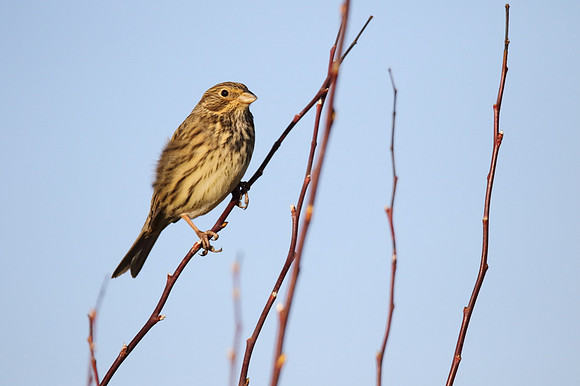 Corn Bunting