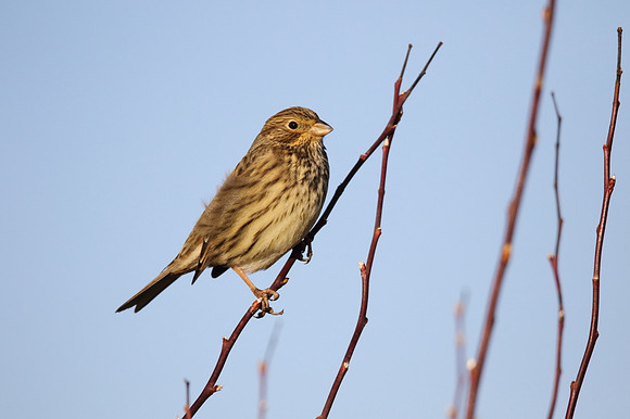 Corn Bunting