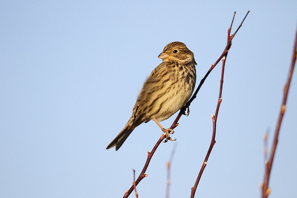 Corn Bunting