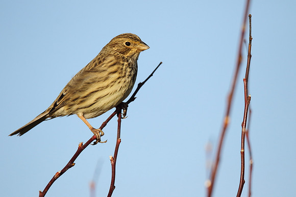 Corn Bunting