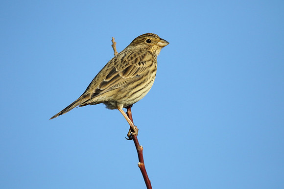 Corn Bunting