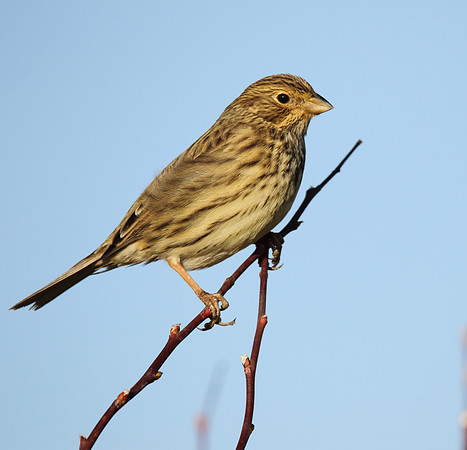 Corn Bunting