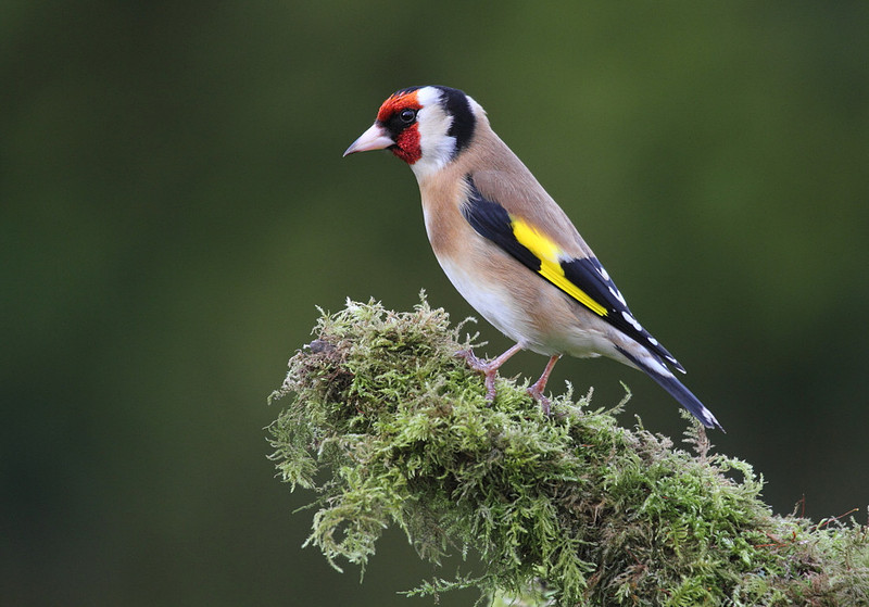 Goldfinch