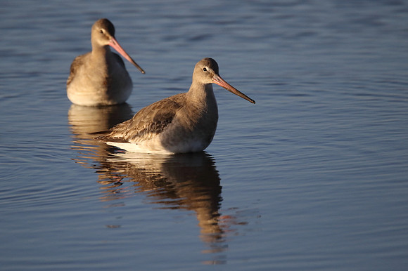 Black Tailed Godwits