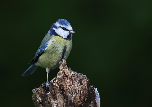 Blue Tit
