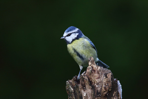 Blue Tit