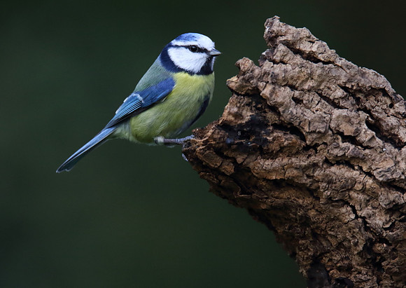 Blue Tit