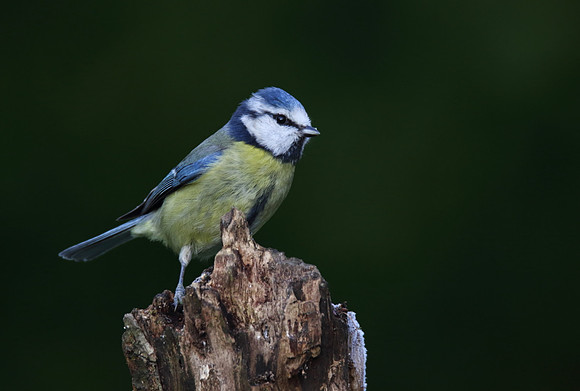 Blue Tit
