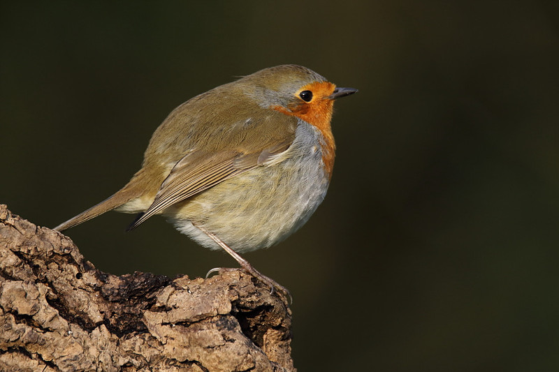 Robin