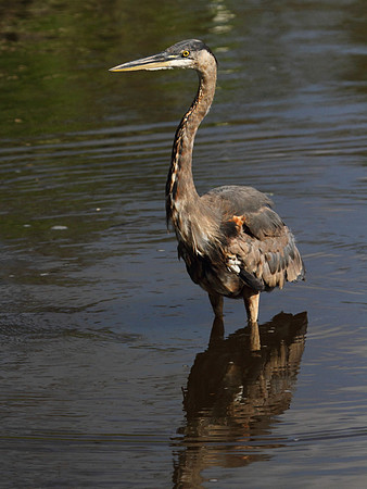 Great Blue Heron
