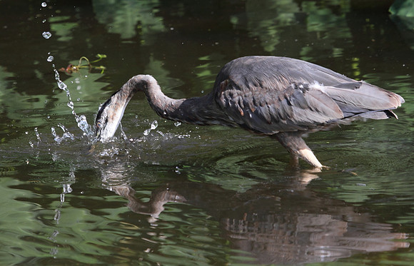 Great Blue Heron