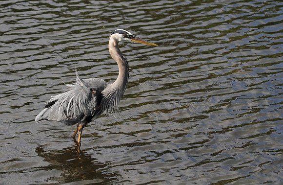 Great Blue Heron