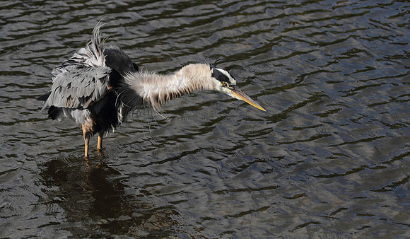 Great Blue Heron