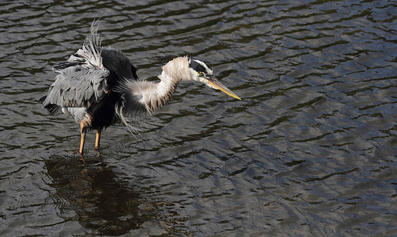 Great Blue Heron