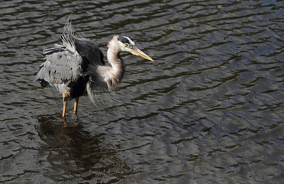 Great Blue Heron