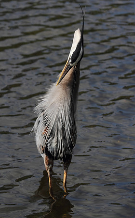 Great Blue Heron