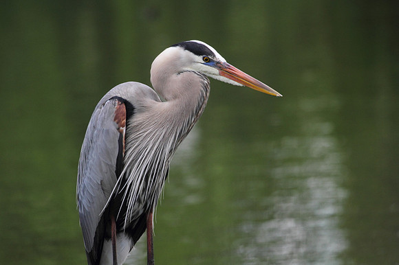 Great Blue Heron