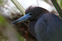 Little Blue Heron