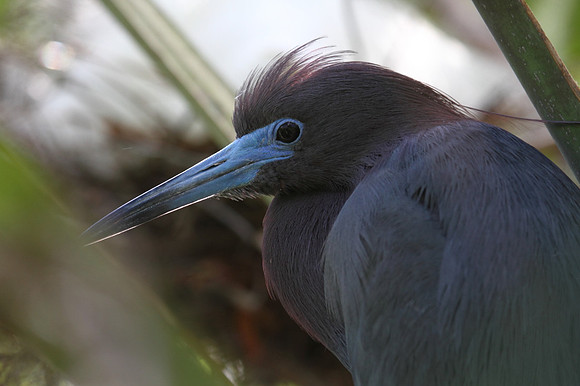 Little Blue Heron