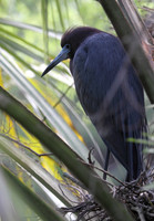 Little Blue Heron
