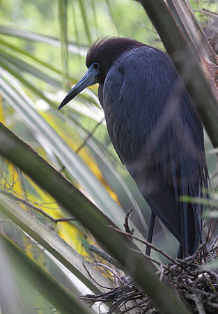 Little Blue Heron